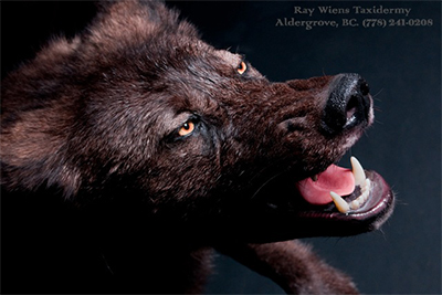 Black Wolf Black Wolf Encounter