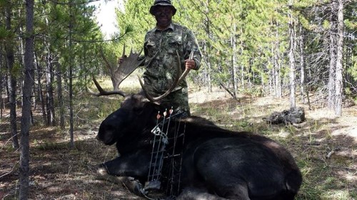 Bow Hunting Moose