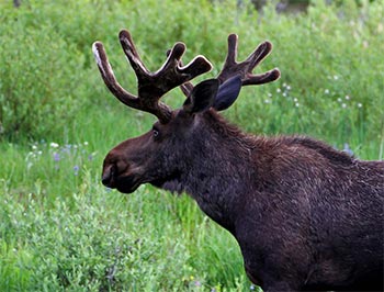 Second image of a bull moose with white on the velvet