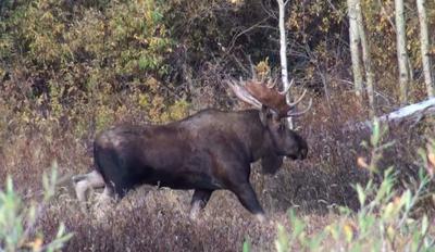The Big Bull Moose