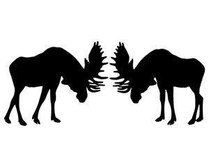 Bull Moose Rut Behavior