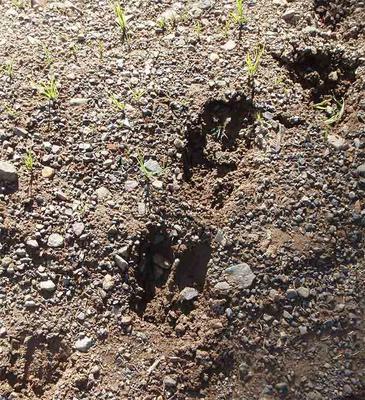 Moose Cow and Calf Track Comparision (Calf lower left corner)