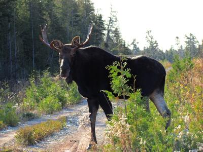 Calm Bull Moose