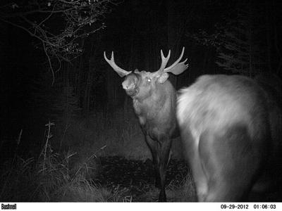 Flehmen - A bull testing the air for the pheromones of a cow in estrus.<br/><i>Photo submitted by Ken Leier</i>