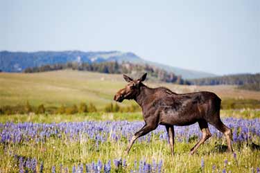 Cow Moose crossing meadow