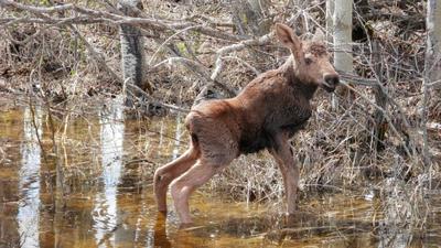 Young Calf Moose