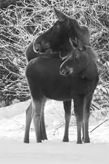 Cow and calf moose standing in snow