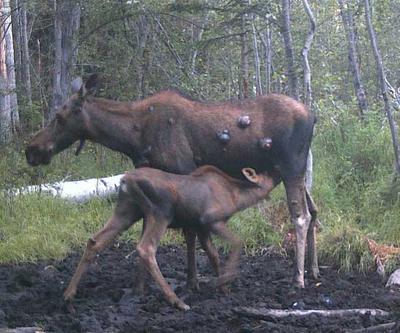 A Cow and Calf Moose with Cysts or Fibromas Tumors