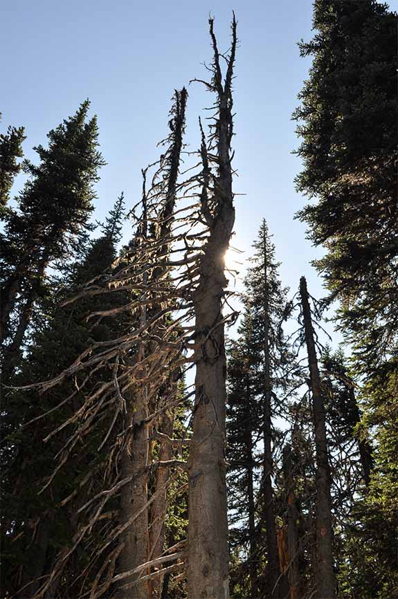 Sng Tree on the Three Brothers Mountain Trail