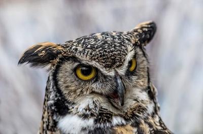 bird that sounds like an owl birds of prey bird that sounds like an owl birds of prey