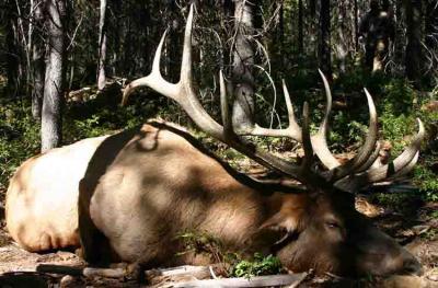 Kootenays Bull Elk Hunting