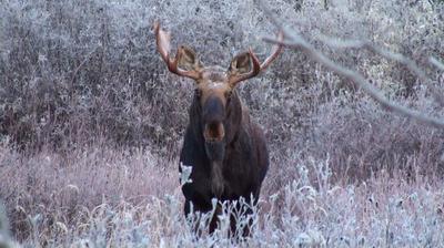 Get close eonough to moose, and see this!