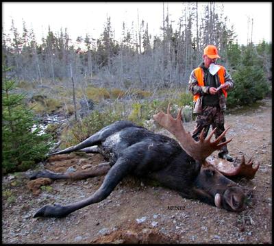 first-big-moose-21678321.jpg