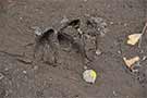 Cow Moose Tracks in Camp