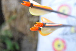 Gold Tip Arrows Grouping