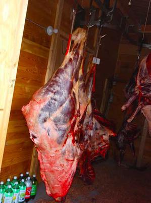 Moosemeat - Ready for grading?