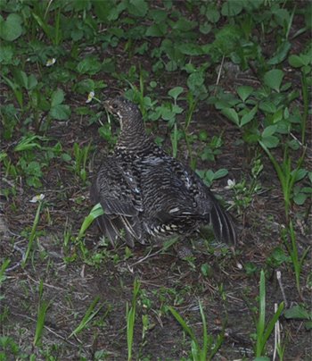 Blue Grouse on the Three Brothers Mountain Trail