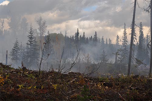 Habitat Destruction Burning