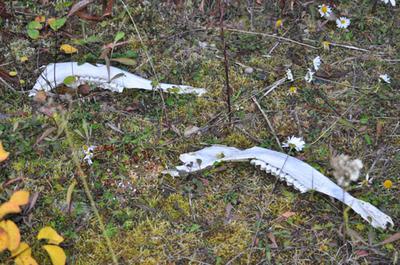 Moose Jaw Bones