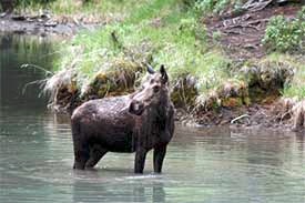 Cow Moose in Pond