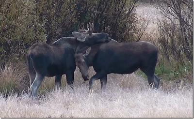 Hunting Immature Bull Moose