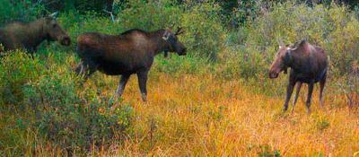 Immature Bull Moose Summer Antler Growth