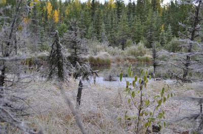 Does the cold weather trigger the moose rut?