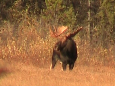 Killing a Trophy Moose?