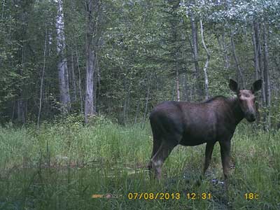 Moose Captured with a Spypoint Trail Camera IR-5