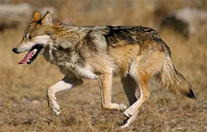 Mexican Wolf