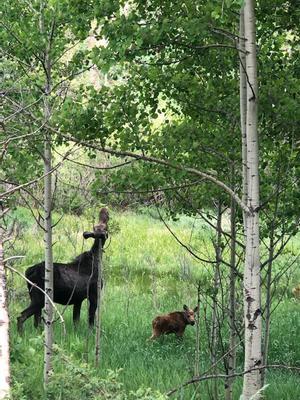 Mom and Baby Moose