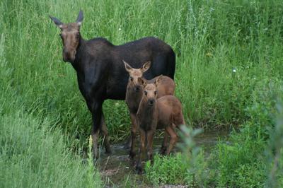 A cow moose and her calves pose for a photo op