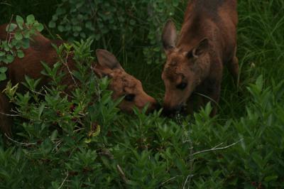 The moose calf twins sharing a meal