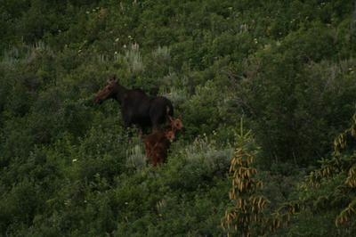 Moose family making their way into the hills