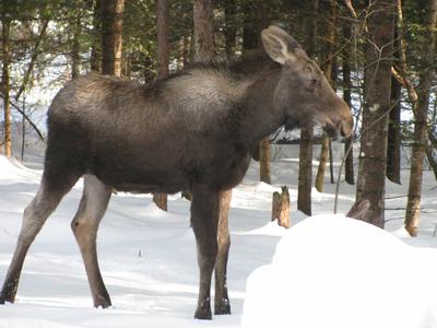 A Young Bull Moose