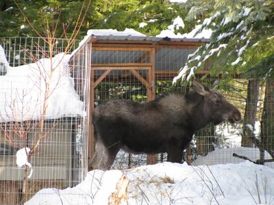 Young Bull Moose - Not Liking His Picture Being Taken?