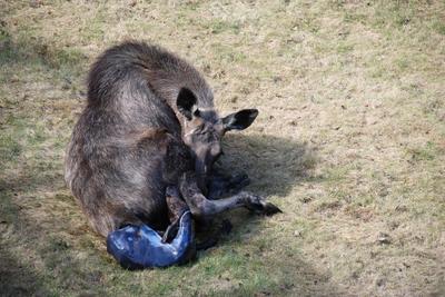 Calf Moose Growth at Birth