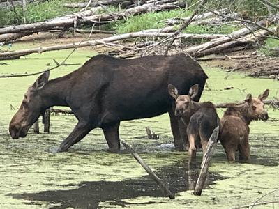 Spotted near Thunder Lake, Alberta, Canada