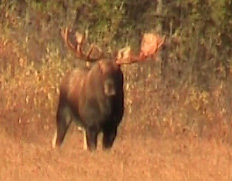 Bull Moose - 50 inch plus mature moose