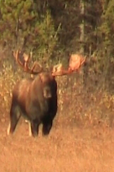 moose fact 50 inch bull moose