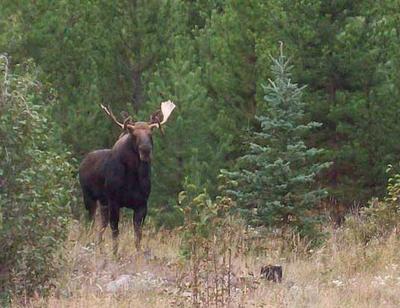 A Double Drop Tine Bull Moose