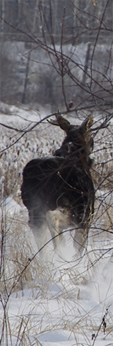 moose field dressing moose running away