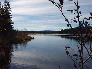 Moose Habitat - Lake