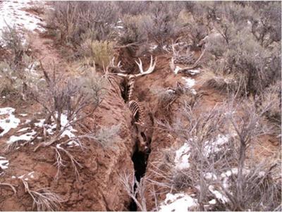 Bull Moose died while trapped in crack.