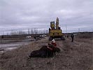 Moose rescue excavator with grapple lifts moose out of mud