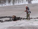 Moose rescue getting the rope onto the moose