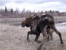 Moose rescue standing on wobbly legs