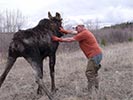 Moose rescue standing with help