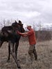 Moose rescue standing with little help