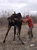 moose rescue still standing with help